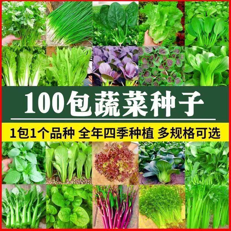 四季蔬菜种子大全室内外阳台
