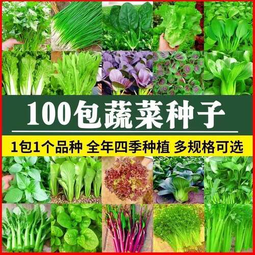 四季蔬菜种子大全室内外阳台