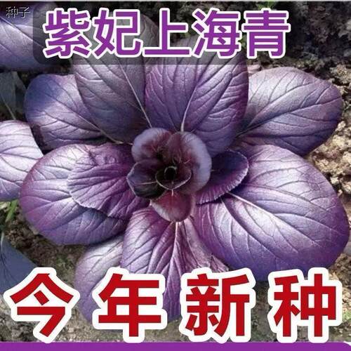 正宗紫妃上海青紫罗兰紫