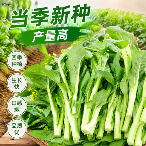 正宗奶油白菜苔种子四季