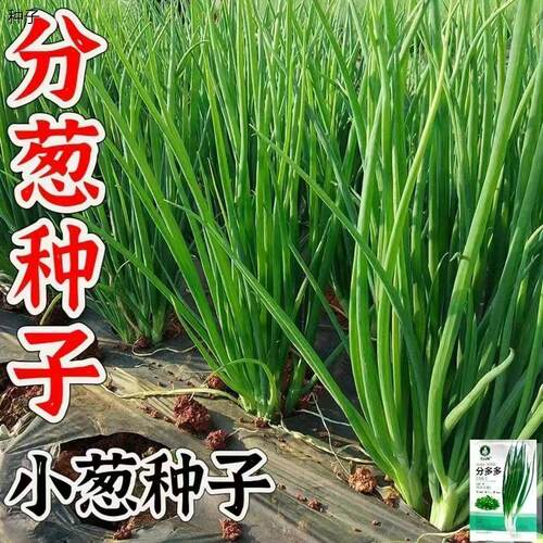 四季小葱种子分籽阳台盆