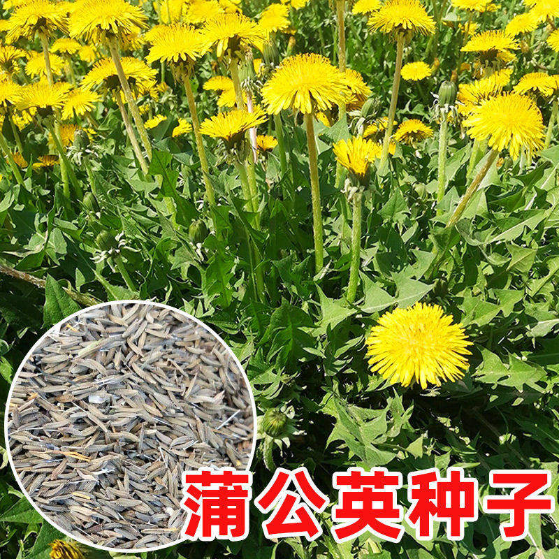 蒲公英种子中药材婆婆丁种籽春季四季管理简单阳台盆栽蔬菜种子