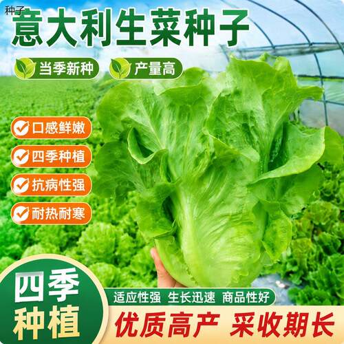 正宗甜脆意大利生菜种子