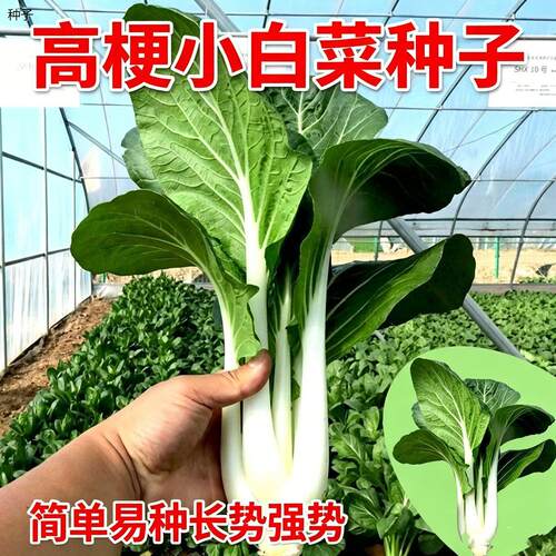 高梗白小白菜种子长杆籽