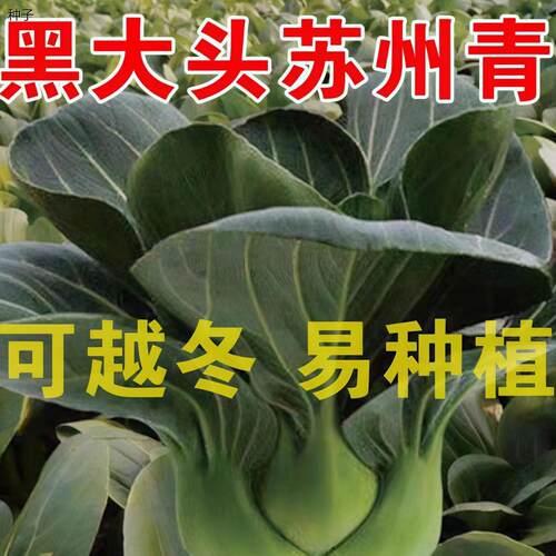 黑大头苏州青种子早熟高