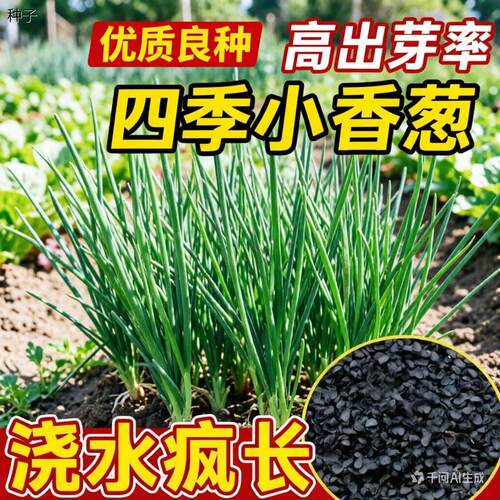 正宗四季小香葱种子庭院
