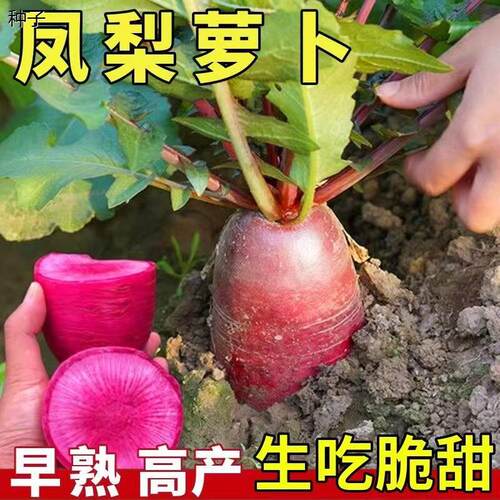 红色萝卜种子四季播种春