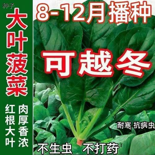 可越冬大叶菠菜种子速生