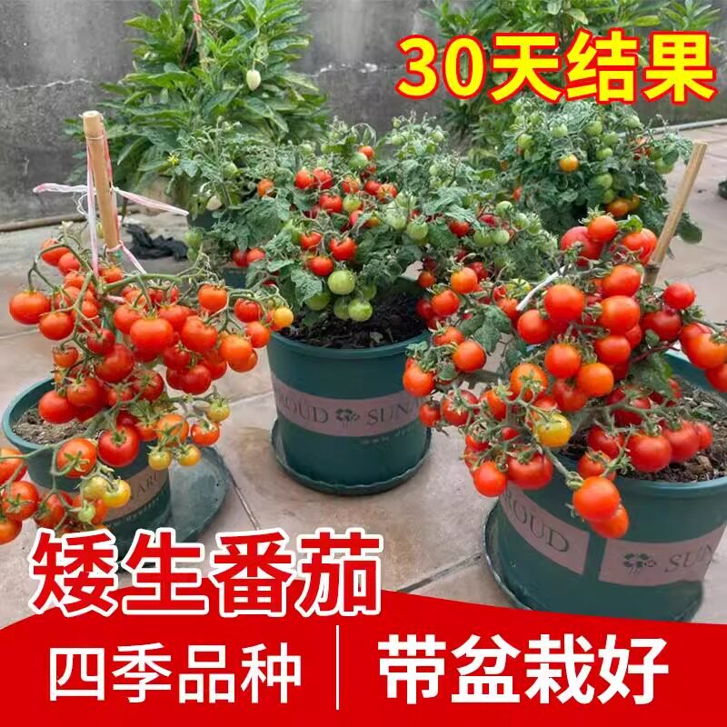 矮生番茄苗秧水果盆栽黑珍珠千禧圣女果西红柿2元包邮小商品88vip