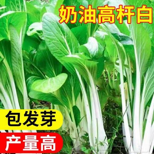 长梗奶油高杆白菜种子四季可播