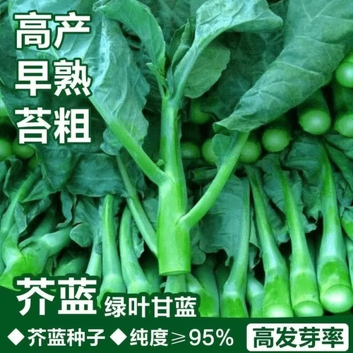 甜心芥蓝种鸡腿绿芥兰种子高产