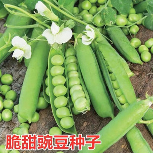 甜脆豌豆种子丰产大荚青水果豌豆秋冬季耐寒农2元包邮小商品88vip