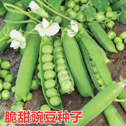 甜脆丰产耐寒四季豌豆种子