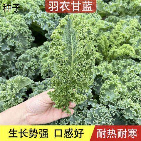 羽衣甘蓝种孑蔬菜种子阳