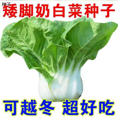 矮脚奶白菜种子春季播种