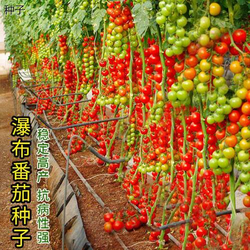 瀑布小番茄种子樱桃西红