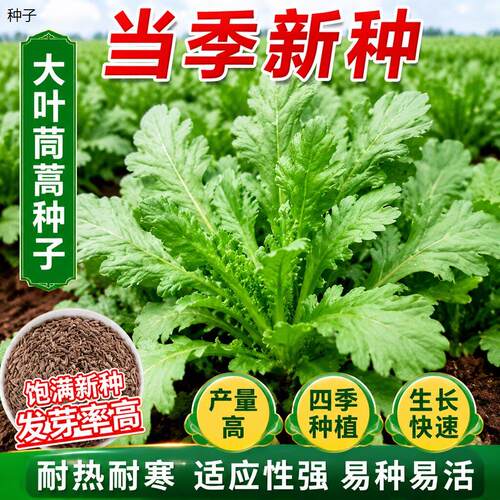 正宗大叶茼蒿菜种籽四季