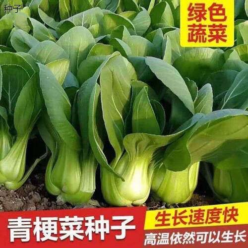 正宗上海青种子小青菜四