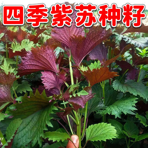 四季紫苏种子阳台盆栽易种高产