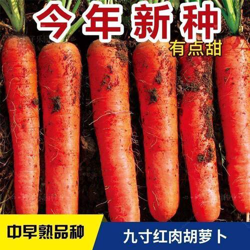 三红九寸参红胡萝卜种子脆甜