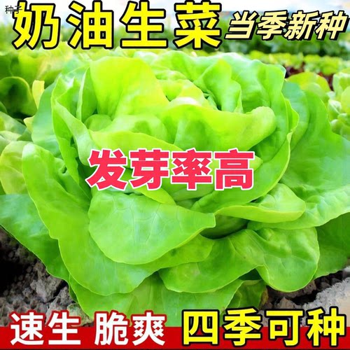 正宗奶油生菜种子种籽四