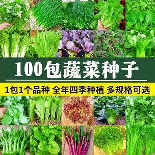 各种各样四季蔬菜种子大全室内外阳台庭院播种香菜生菜白菜蔬菜种