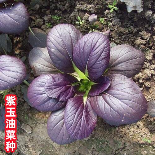 紫玉油菜种子小青菜上海