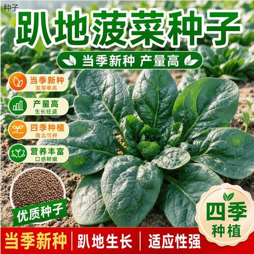 正宗耐低温趴地菠菜种籽