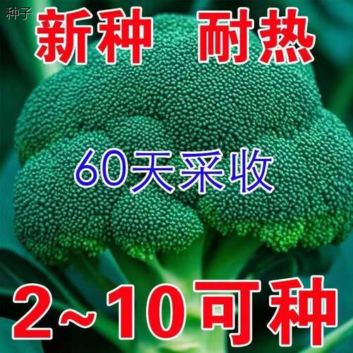 新种耐热西兰花种子春季