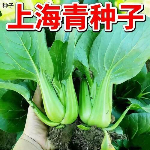 四季上海青种子小青菜蔬