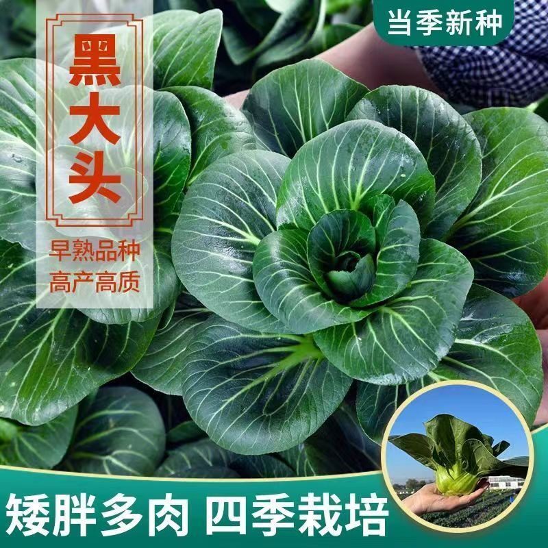 正宗黑叶大头苏州青上海青泡泡青菜种子老品种四季香甜糯耐寒矮脚