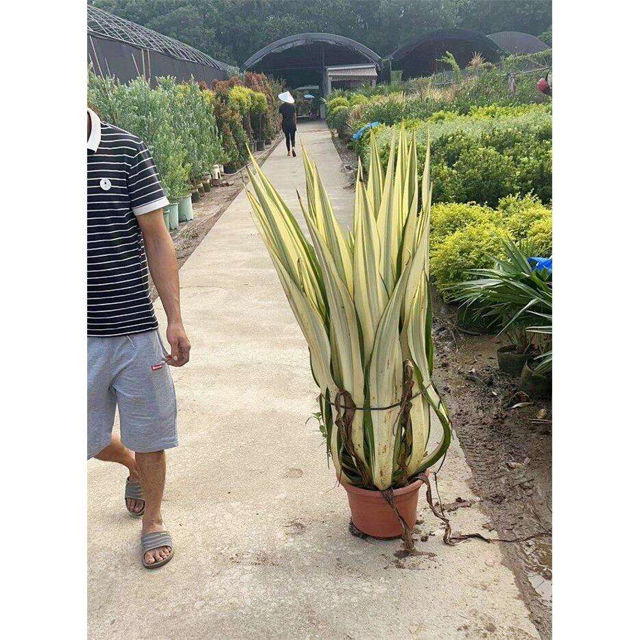 金边万年麻大盆栽室外庭院暴晒耐旱绿植龙舌兰科花镜观叶阳台植物
