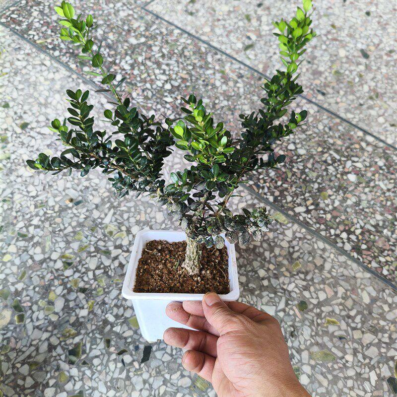黄杨黑珍珠福建龙鳞黄杨耐寒耐冻耐高温茶台小品室内庭院精品桩
