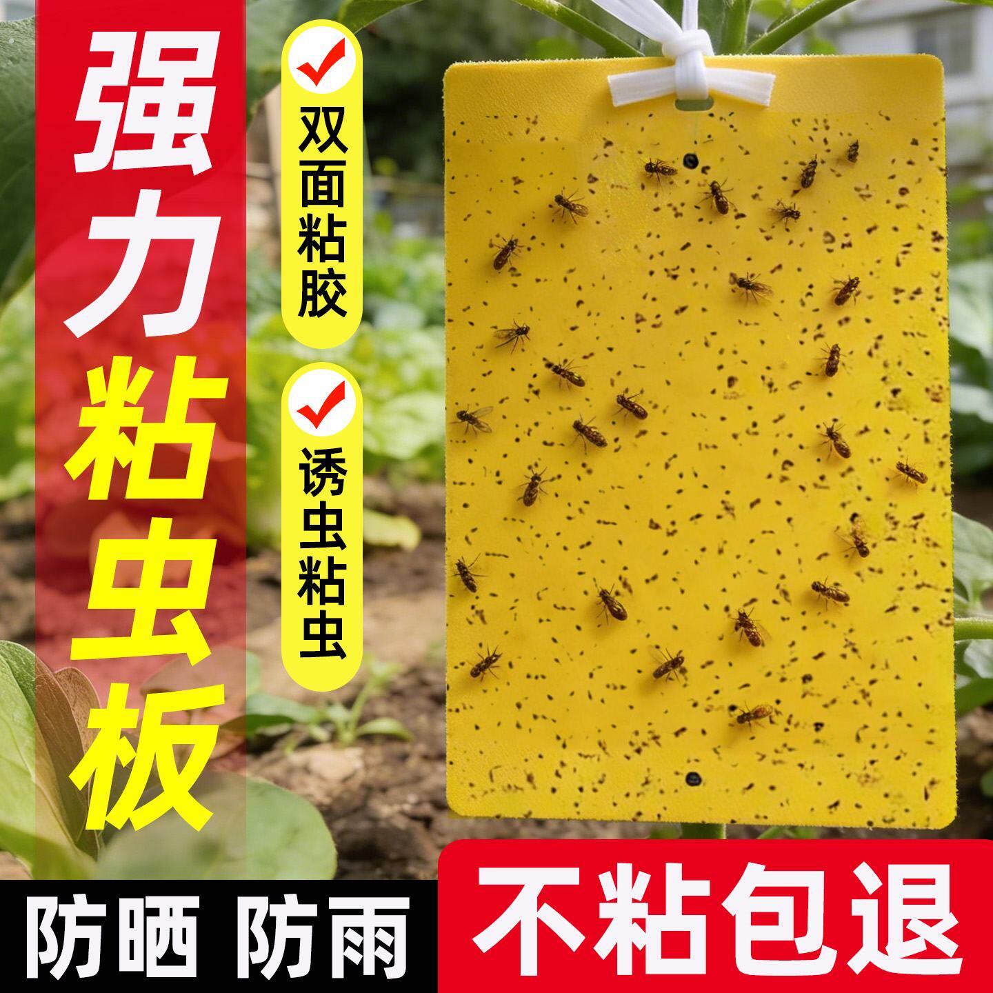黄板双面粘虫板贴纸粘捕果蝇小飞虫沾果蝇诱苍蝇大棚物理防虫贴