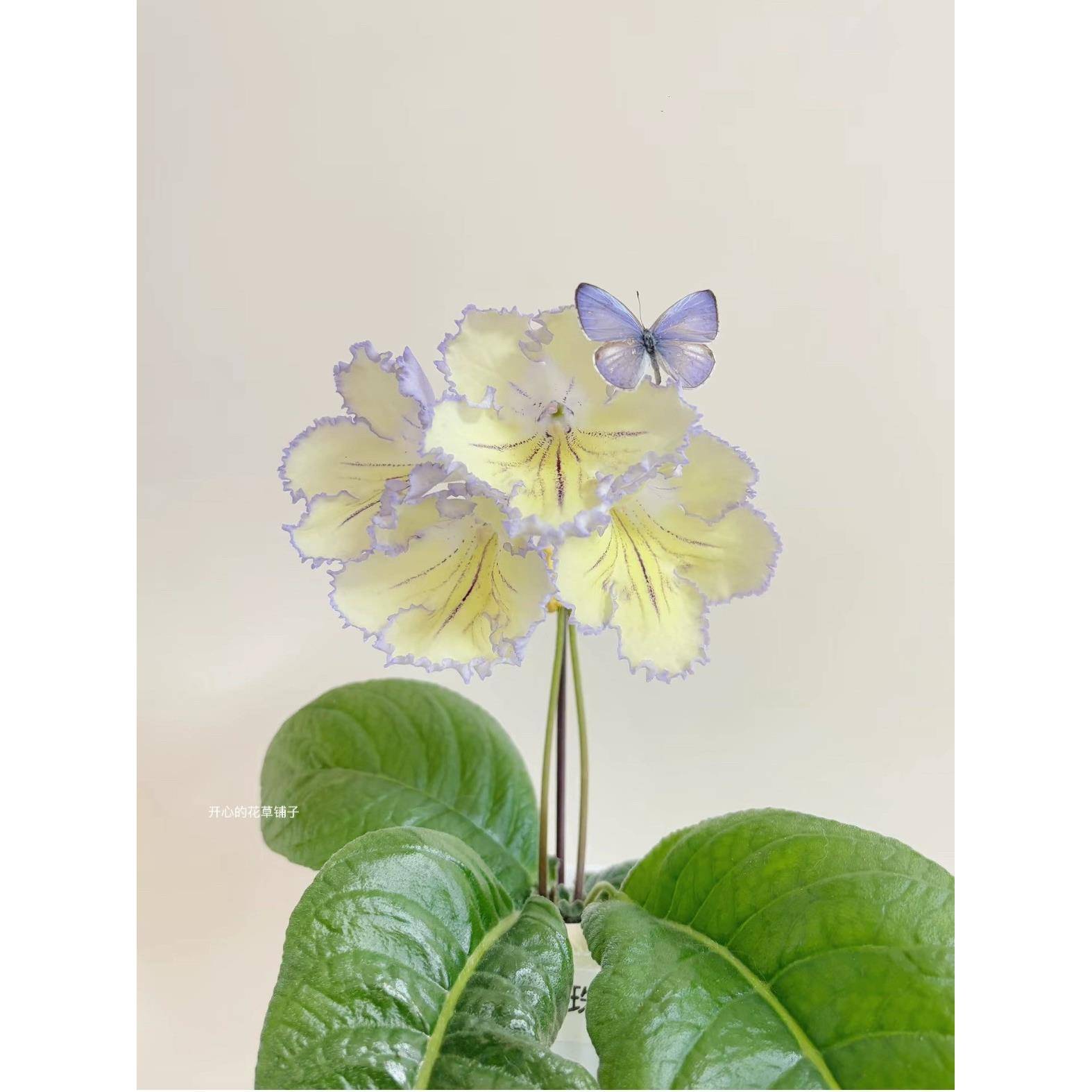 进口堇兰盆栽 苦苣苔 花期长 多年生 室内开花300天 耐旱耐阴图片