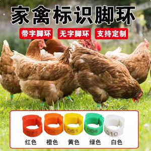 鸡脚环记号卡扣鸡做记号防走失脚圈自动扣芦丁鸡识别扣环鸭子鸟用