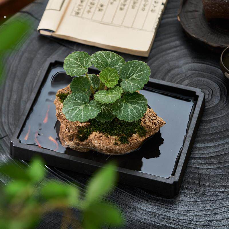 吸水石绿植狼尾蕨盆栽菖蒲盆景懒人好养植物虎耳草耐阴镜面草水培
