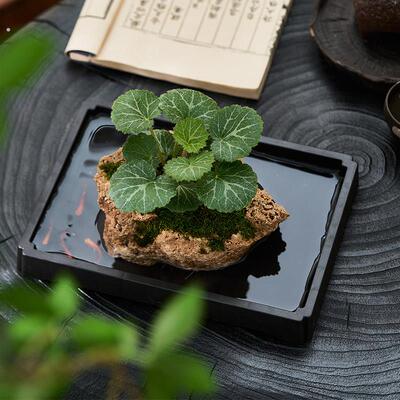 吸水石绿植狼尾蕨盆栽菖蒲盆景懒人好养植物虎耳草耐阴镜面草水培