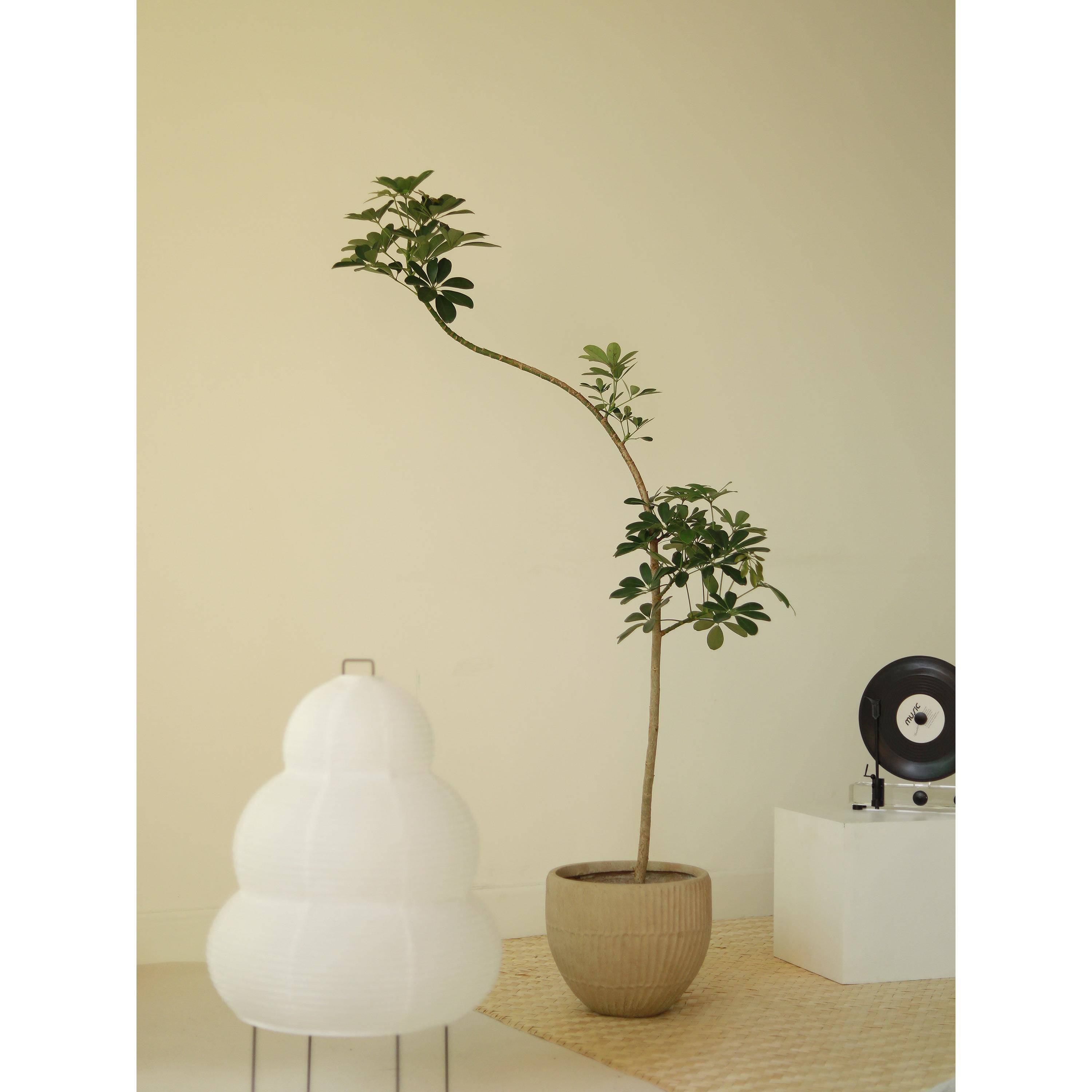 造型鸭脚木盆栽飘枝沉浸式氛围感大植物室内净化空气吸甲醛大绿植