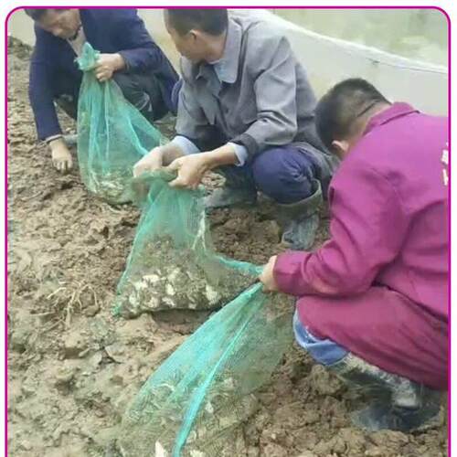 装青蛙带抽绳袋子柔软透气纱网袋林蛙收纳袋塑料尼龙编织袋