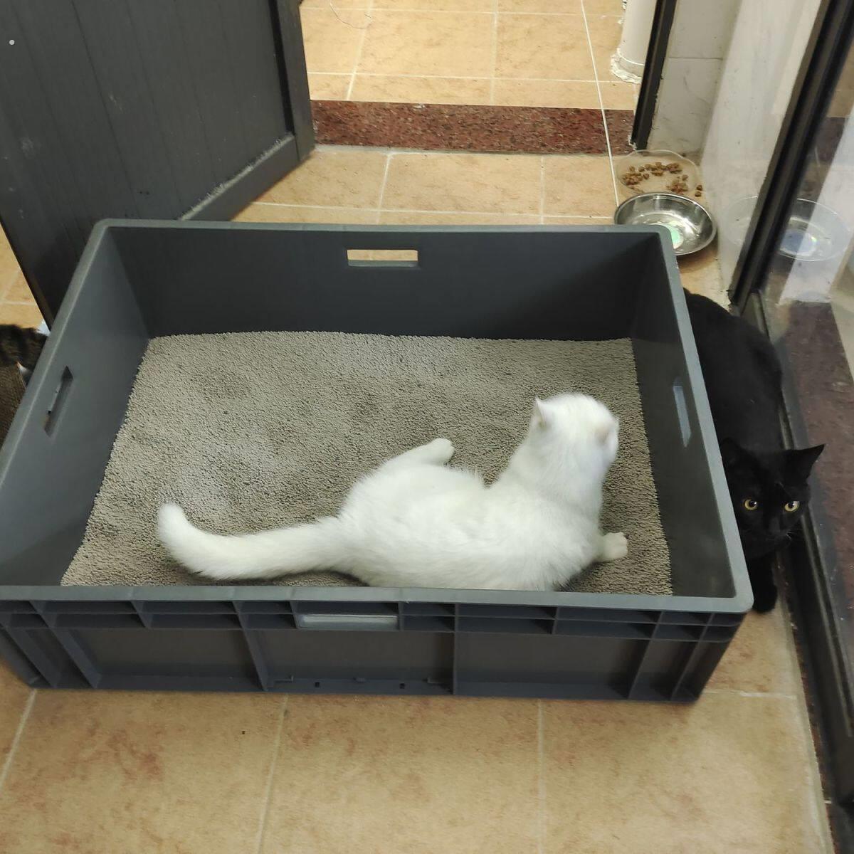 超大号加大加深周转箱特大号全开放猫厕猫砂盆40斤60斤缅因猫