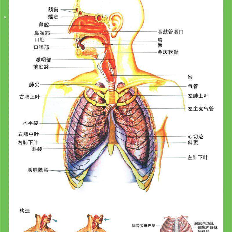 人体内脏结构图全身人体器官消化系统示意图内脏解剖医学宣传挂图