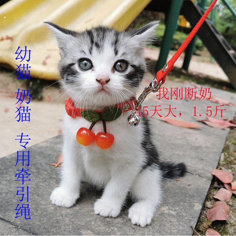 可爱遛猫绳2米3米5米幼猫幼犬加长牵引绳小型宠物套脖铃铛牵引绳