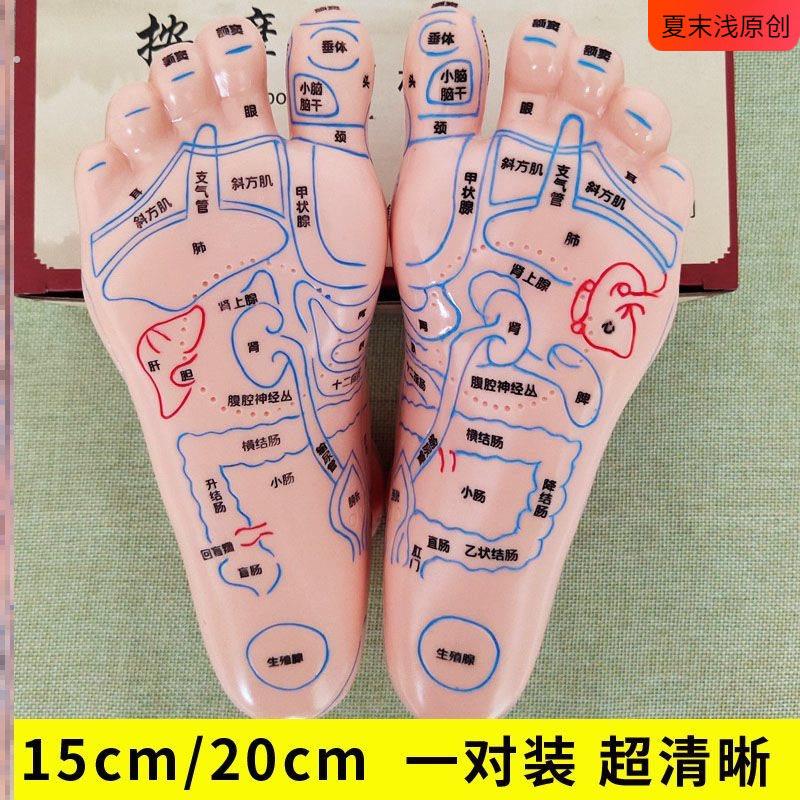 脚模型超清晰软质刻字脚模型反射区点穴按摩足底穴位模型足疗经络