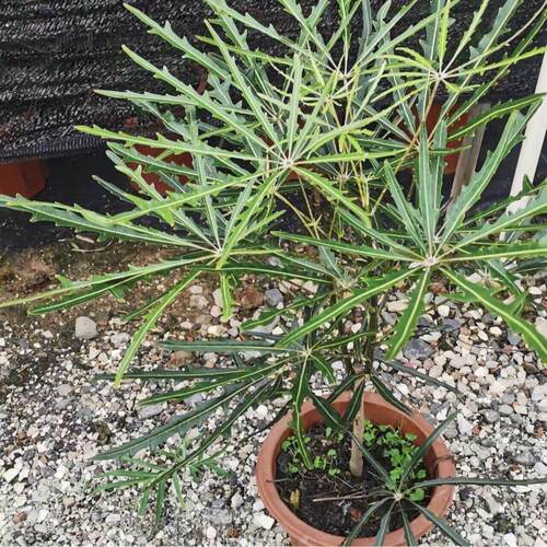 绿植级感孔雀木家居室内装饰落地大盆栽橱窗树植四季好活