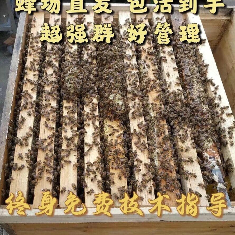 中蜂蜂群蜜蜂土蜂群中华蜜蜂群笼蜂群带王带蜂箱蜂群带产王一整箱