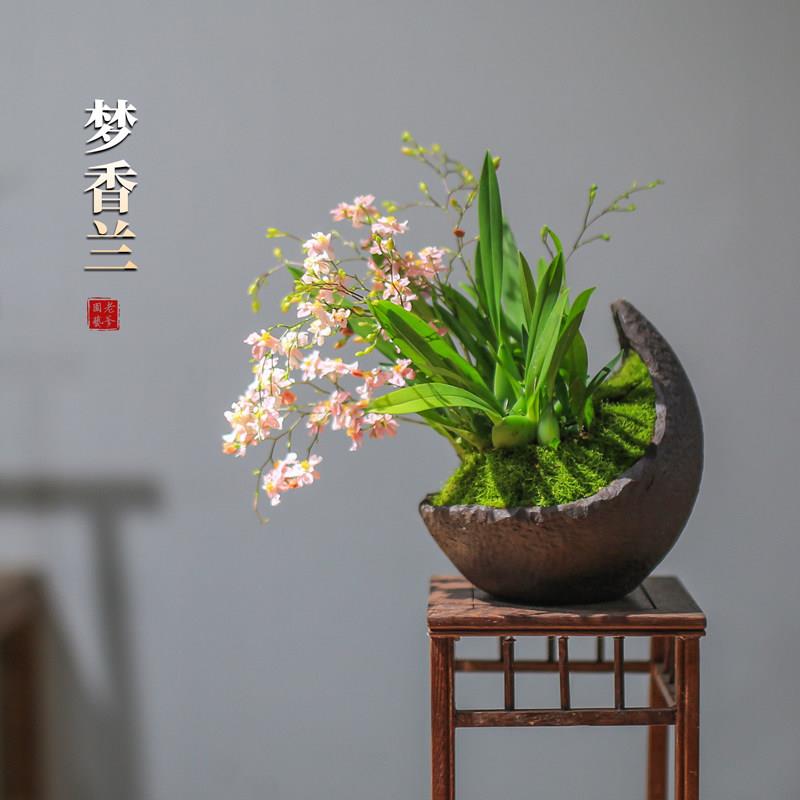 文心兰花盆栽带花苞花卉植物室内花迷你办公桌面小盆景梦香兰绿植