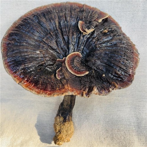 源滋福贵州深山野生紫灵芝片500g有柄紫芝滋补干货可打粉包邮