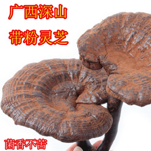 广西半野生黑灵芝500克广西十万大山整枝灵芝赤灵芝草含孢子粉g