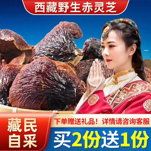西藏野生白心赤灵芝特级品质500g礼盒整朵大灵芝